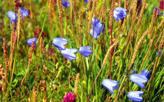 Harebells Amongst The Machair - Hebrides Wildflowers