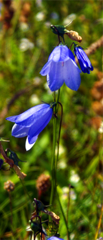 Blue - Purple Wildflowers - Harebells - Hebrides Flora