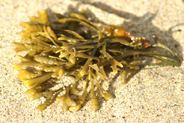 Seaweed - Kelp - Isle of Lewis