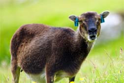 Soay Sheep on St Kilda
