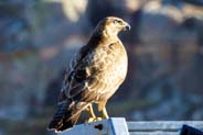 Buzzard at Reef - Western Isles