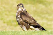 buzzard - western isles birds