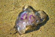 jelly fish found western isle tolsta
