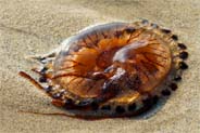 jelly fish found western isle tolsta