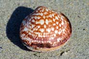 clam - shell luskentyre - western isles