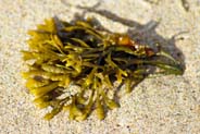 yellow seaweesd western isles traigh mhor tolsta