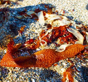 Seaweed - Western Isles - Kelp