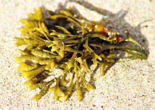 Western Isles Seaweed