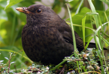 Blackbird WEstern Isles Bird Sightings