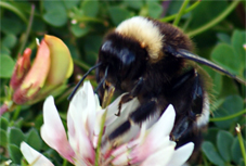 Heath Bumblebee