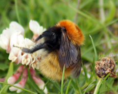 Tufted Vetch - Tolsta - Isle of Lewis