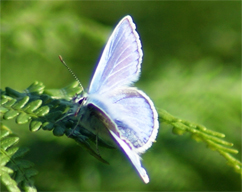 Common Blue Butterfly - Western Isles