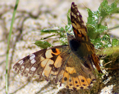 Painted Lady Butterfly