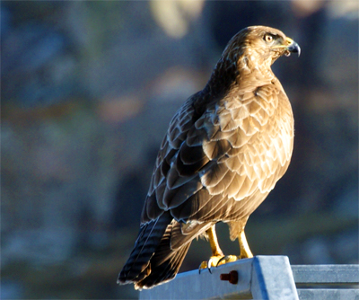Buzzard - Western Isles