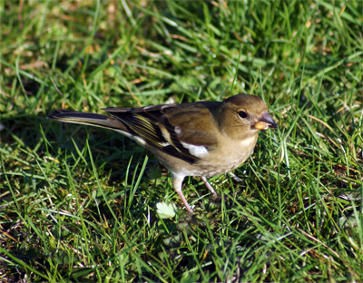 Female Chaffinch- Western Isles