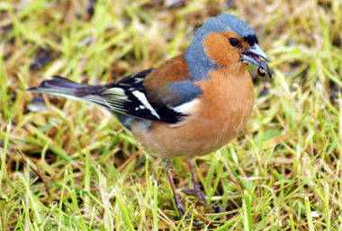 Chaffinch - Western Isles