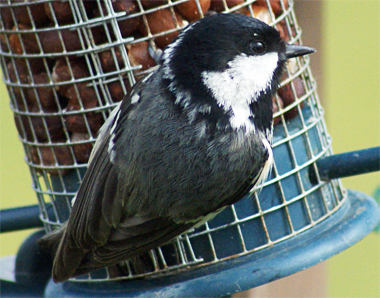Coal Tit - Isle of Lewis