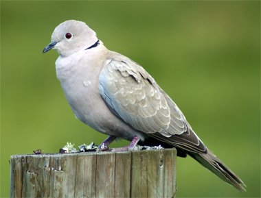 Hooded Crow - Western Isles Bird Sightings