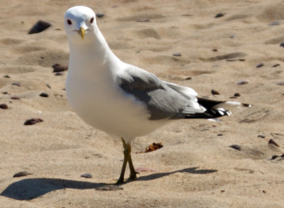 Common Gull - Western Isles