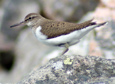 Common Sandpiper - Western Isles