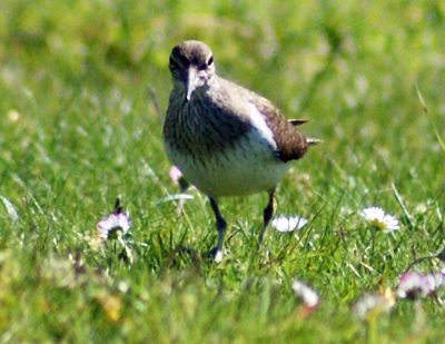 Lapwing - Western Isles