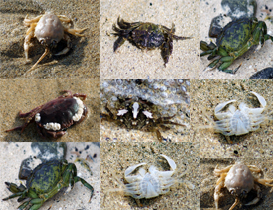 Crabs - Western Isles
