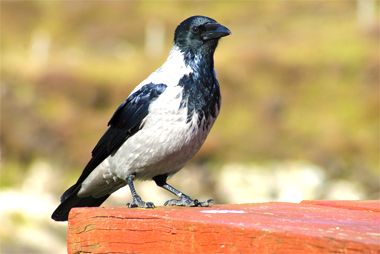Hooded Crow - Western Isles Bird Sightings