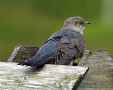 Robin - Western Isles Bird Sightings