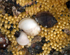 Dog Whelks and Eggs - Western Isles