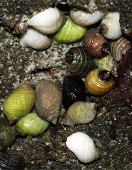Dog Whelks - Garry Beach