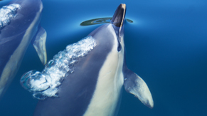 Common Dolphon - Hebrides Dolphin Sightings