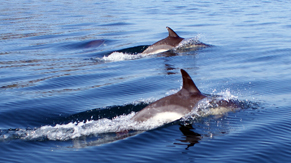 Dolphins - Outer Hebrides