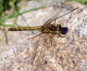 Common Darter Dragonflies - Western Isles