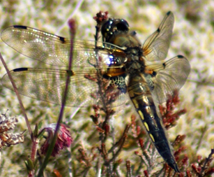 Four Spotted Chaser Dragonfly - Western Isles