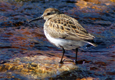 Dunlin - Western Isles