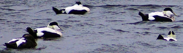 Eider Ducks Isle of Lewis - Western Isles Bird Sightings