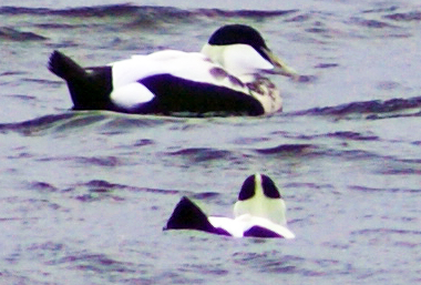 Bluetit - Bird Sightings - Stornoway - Western Isles