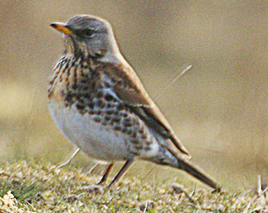 White Tailed Eagle - Isle of Lewis