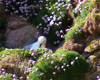 Fulmar Among the Thrift - Western Isles