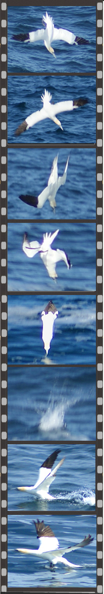 Buzzard - Western Isles