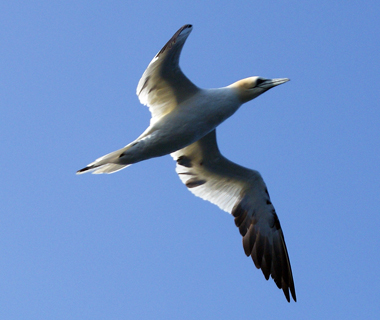 Buzzard - Western Isles