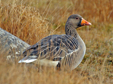 Greylag Goose - Western Isles