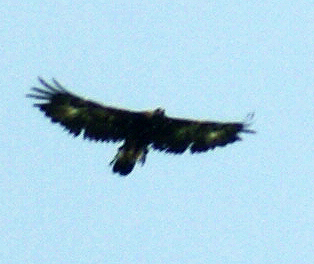 Golden Eagle in Moult