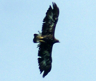 Golden Eafle in Moult - Isle of Harris