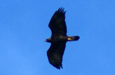 Golden Eagle - Bird Sightings - Stornoway - Western Isles