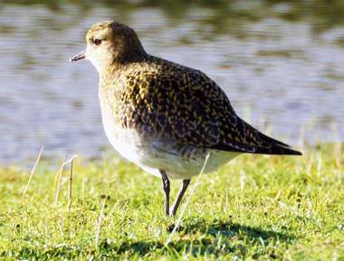 Golden Plover - Isle of Harris - Western Isles