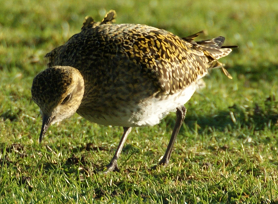 Golden Plover - Western Isles