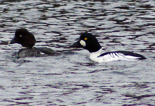 Eider Ducks Isle of Lewis - Western Isles Bird Sightings