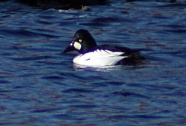 Goldeneye Duck - Bird Sightings - Stornoway - Western Isles