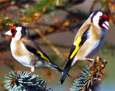 Goldcrest - Western Isles Bird Sightings